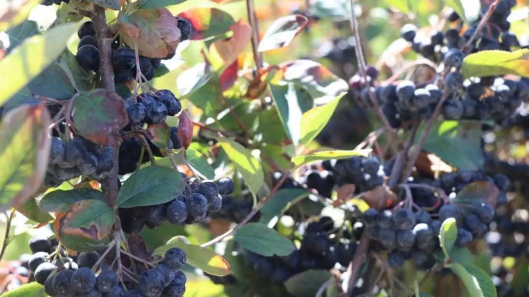 Burdur’da Kalbine İyi Gelen Meyvenin “Şifa” Bahçesini Yaptı! 4